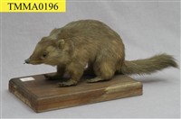 藏品(鼬獾)的圖片